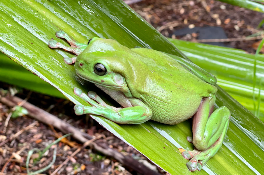 Gree-tree-frog