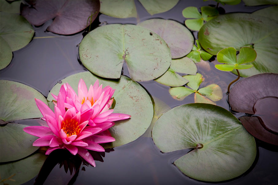 water-lillies